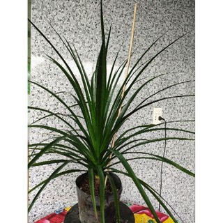 Chậu cây phát tài núi ( cao 50-70cm )