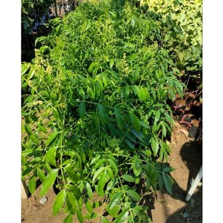 Chậu cóc thái lớn bầu đất to không có hoa  (cao 70-80cm)