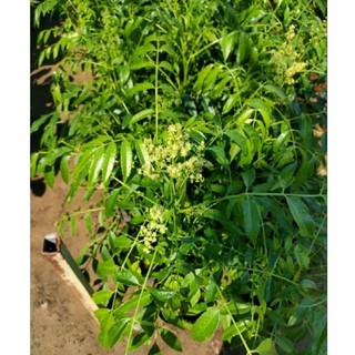 Chậu cóc thái lớn bầu đất to không có hoa  (cao 70-80cm)