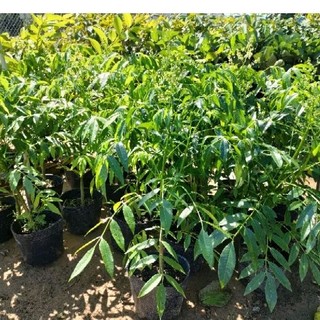 Chậu cóc thái lớn bầu đất to không có hoa  (cao 70-80cm)