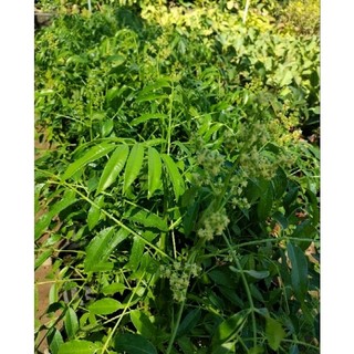 Chậu cóc thái lớn bầu đất to không có hoa  (cao 70-80cm)