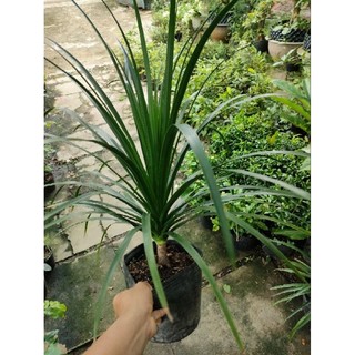 Chậu cây phát tài núi ( cao 50-70cm )
