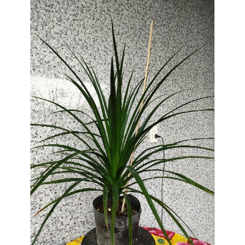 Chậu cây phát tài núi ( cao 50-70cm )