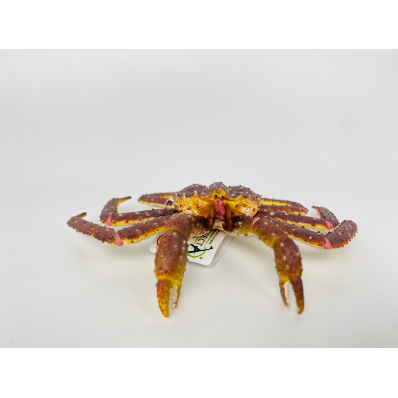 Mô hình động vật: Cua Hoàng Đế