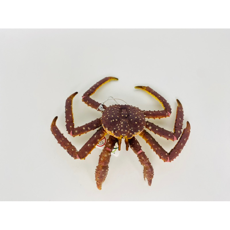 Mô hình động vật: Cua Hoàng Đế