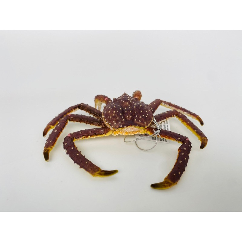 Mô hình động vật: Cua Hoàng Đế