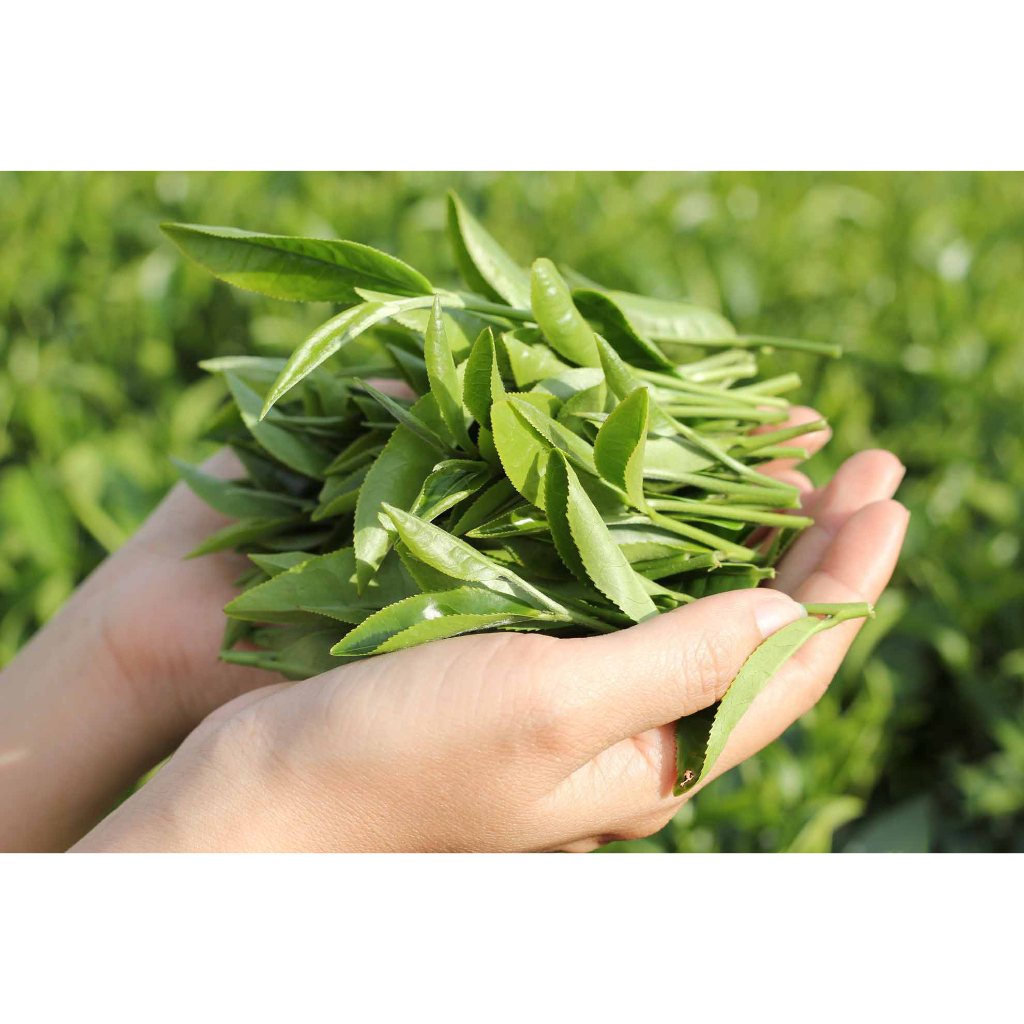 Trà Ô Long Sâm Đài Loan 200gram - Trà Ô Long Hương Sâm Thơm Ngon, Ngọt Hậu