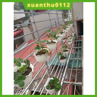 COMBO 50 CHẬU ỐP TƯỜNG