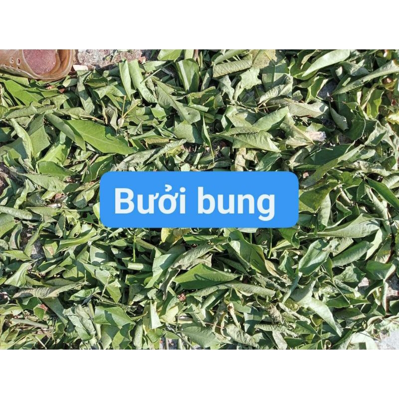 1KG Bưởi Bung nhiều lá phơi khô giúp giảm đa.u nhức.đầ.y b.ụng