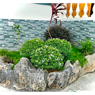 Cây mai vạn phúc - cây phong thuỷ lá xanh quanh năm (ảnh thật số 2).