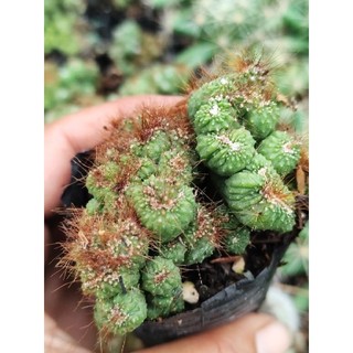 Xương rồng Vân Sơn