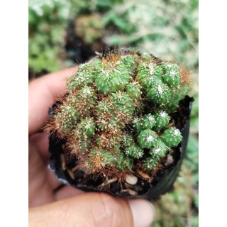 Xương rồng Vân Sơn