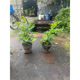 Nho Thân Gỗ Tứ Quý Lá Lớn chiều cao 40-60CM