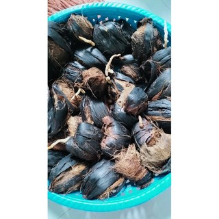 Trái Thốt Nốt làm giống