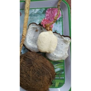 Trái Thốt Nốt làm giống