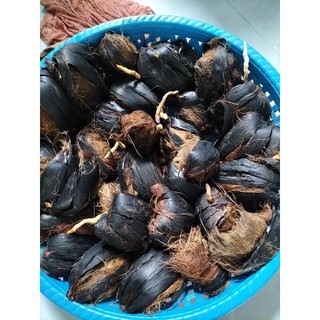 Trái Thốt Nốt làm giống
