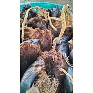 Trái Thốt Nốt làm giống