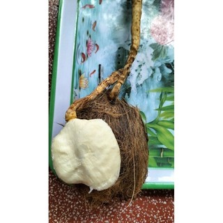 Trái Thốt Nốt làm giống