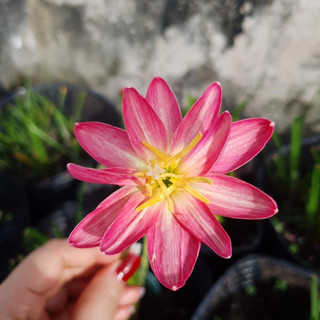 Huệ mưa ngoại cánh kép