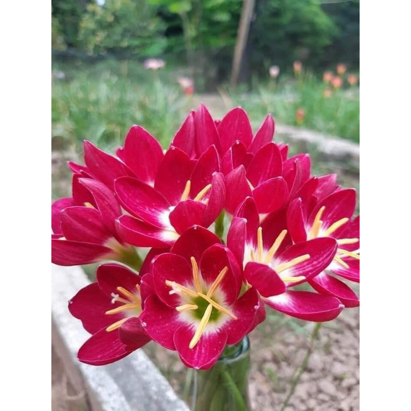 HUỆ MƯA NGOẠI CÁNH KÉP