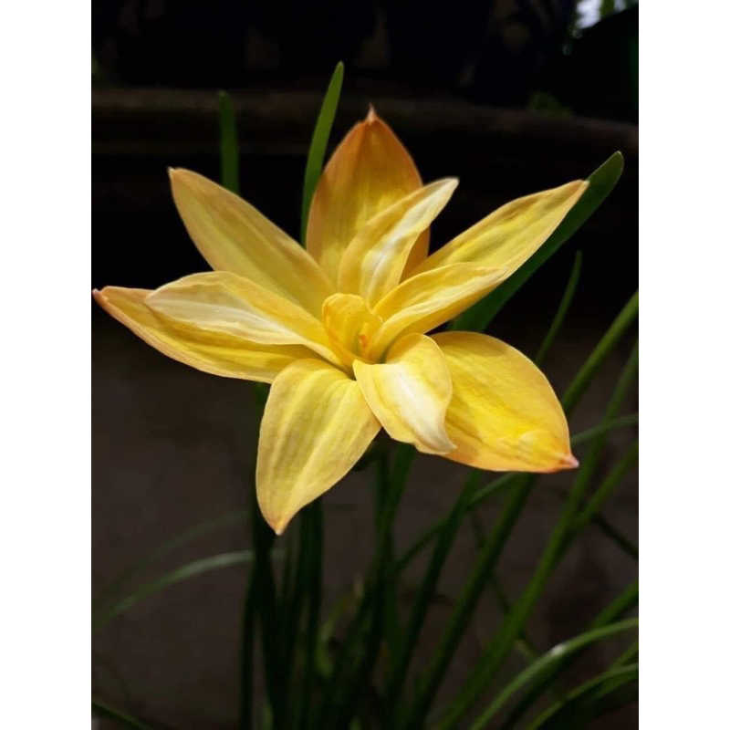 HUỆ MƯA NGOẠI CÁNH KÉP