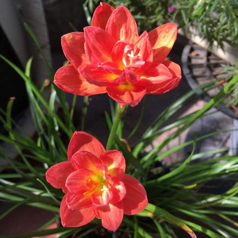 HUỆ MƯA NGOẠI CÁNH KÉP