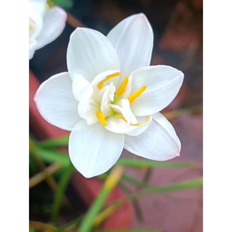 HUỆ MƯA NGOẠI CÁNH KÉP