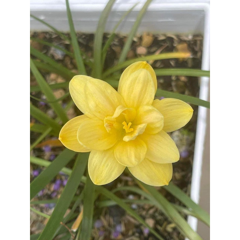 HUỆ MƯA NGOẠI CÁNH KÉP