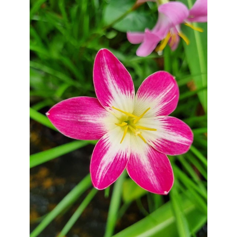 HUỆ MƯA NGOẠI CÁNH KÉP