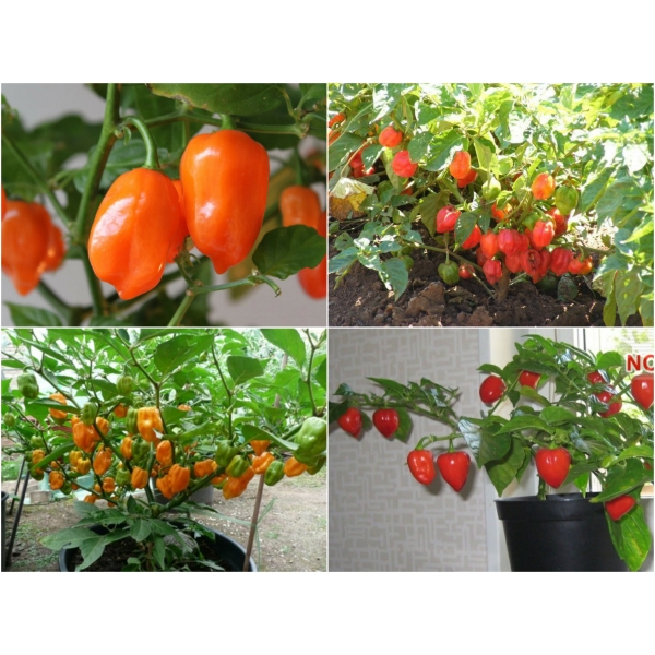 #Hạt_giống_ớt_Hababero_siêu_cay siêu trái F1