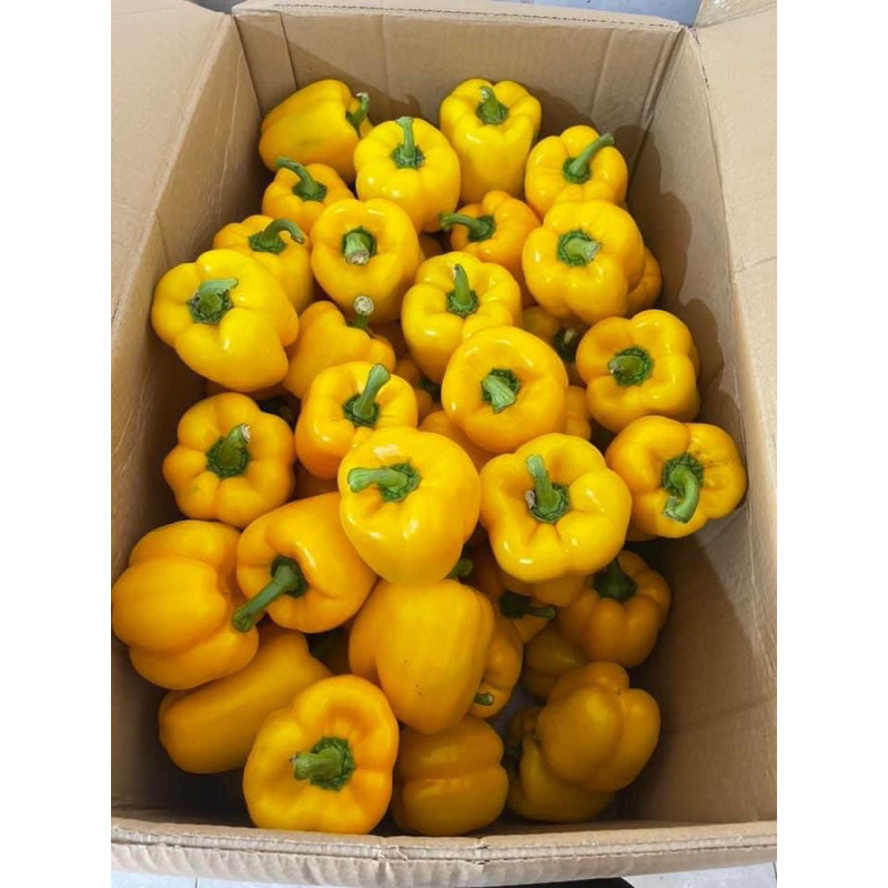 Ớt chuông Đà Lạt