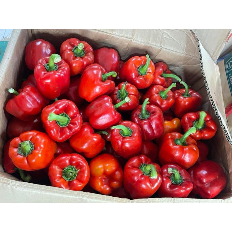 Ớt chuông Đà Lạt