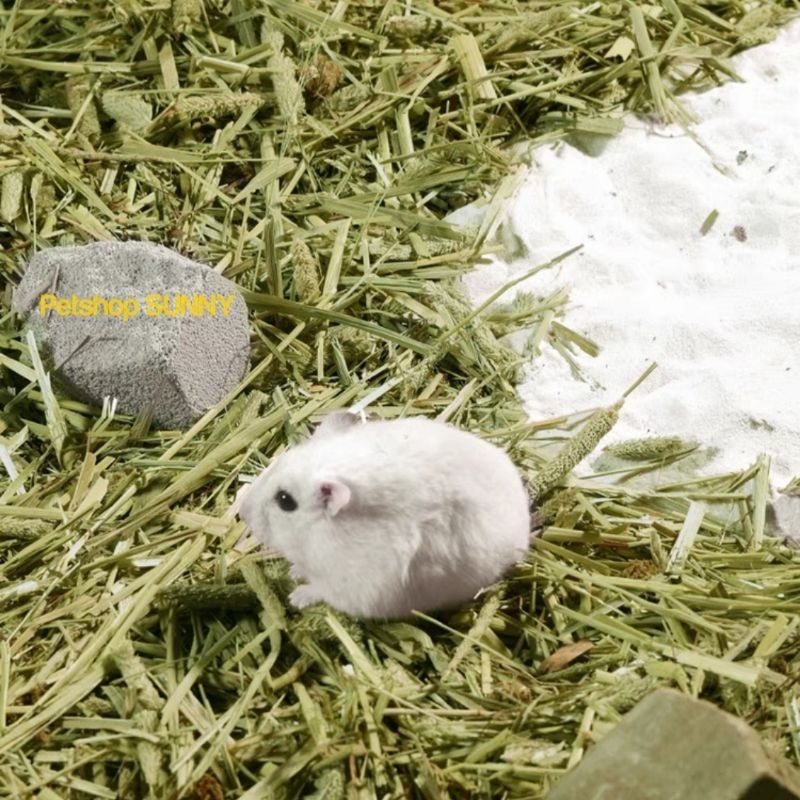 Lót chuồng cỏ Timothy hãng Bucatstate cho hamster, thú nhỏ