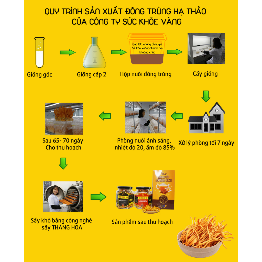 Đông trùng hạ thảo sấy thăng hoa sức khỏe vàng hộp 50gram