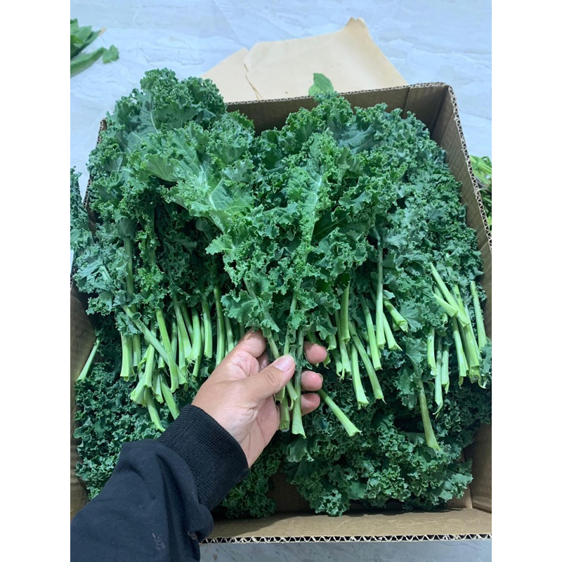 Cải kale sạch Đà Lạt