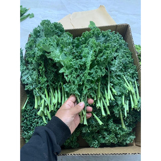 Cải kale sạch Đà Lạt