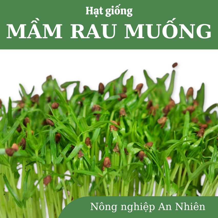 Hạt giống MẦM RAU MUỐNG cực dễ trồng, nhanh thu hoạch, năng suất cao, nảy mầm 100%, gói 50g,100g.