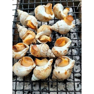 ỐC BULOT 1Kg size 50-80 (hoả tốc HCM)