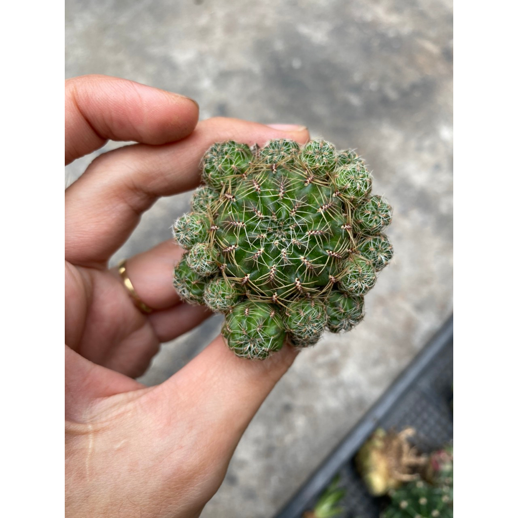 Xương Rồng Rebutia Taratensis Var Minima, Ảnh thật tại vườn. Ship cây ngẫu nhiên không hoa.