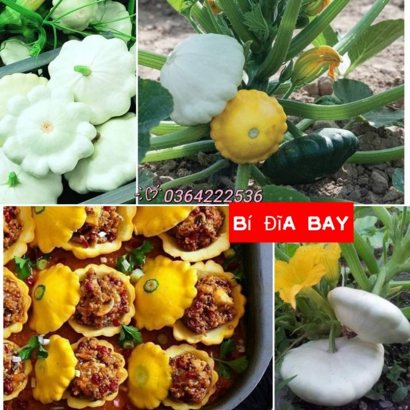 hạt giống bí đĩa bay 💥 Mới Lạ💖 ăn rất ngon, cực dễ trồng sai quả.