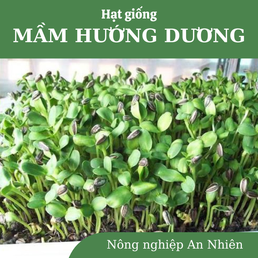 Hạt Giống Mầm Hướng Dương cực dễ trồng, nhanh thu hoạch, năng suất cao, gói 20g,100g.