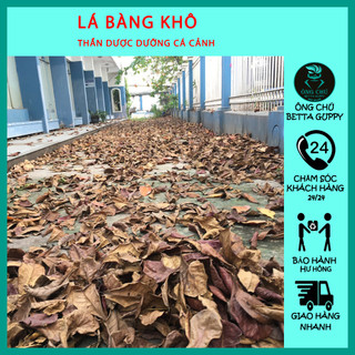 LÁ BÀNG KHÔ - THẦN DƯỢC CÁ CẢNH