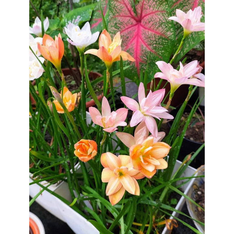 HUỆ MƯA NGOẠI CÁNH KÉP