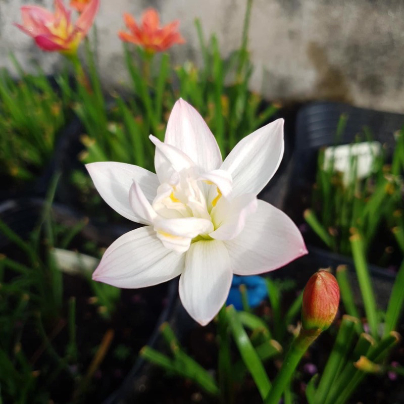 HUỆ MƯA NGOẠI CÁNH KÉP