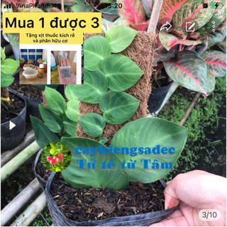 caykiengsadec - Dây leo Tắc kè thái+ tặng phân bón - hoa kiểng lá-trang trí nội thất cảnh quan sân vườn ngoài trời