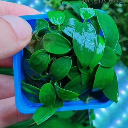 Ráy Nana Lá Nhỏ - Giá Rẻ -Cây Thủy Sinh Gắn Giá Thể - Đẹp Dễ Sống - Shop chuyên sỉ phụ kiện thủy sinh