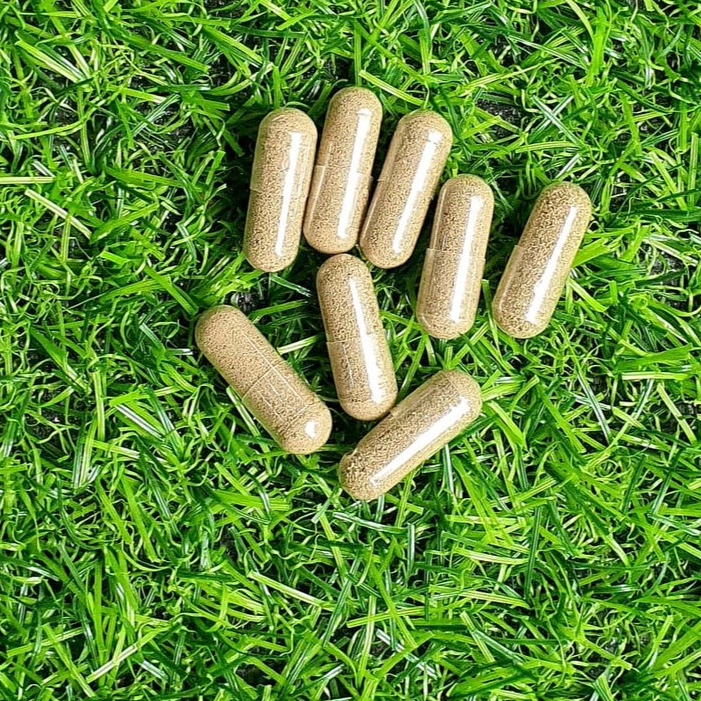 Artemia Nước Ngọt - Atermia Nước Ngọt Dạng Viên Nhộng 1 Viên - Shop chuyên sỉ phụ kiện thủy sinh