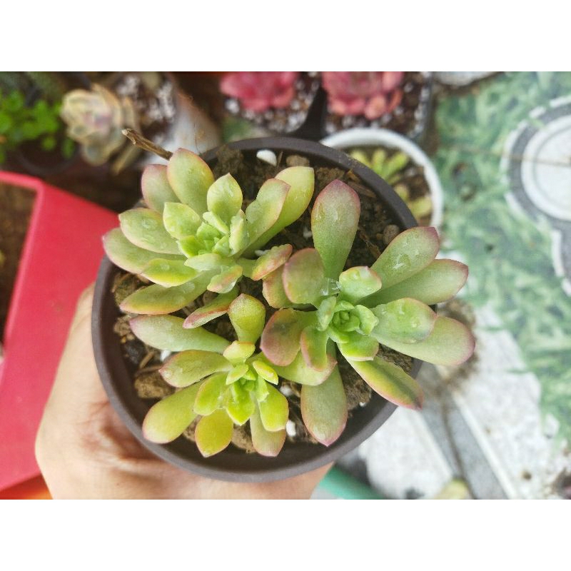 sen đá mặt trời var(đã xử lí cắt gốc)