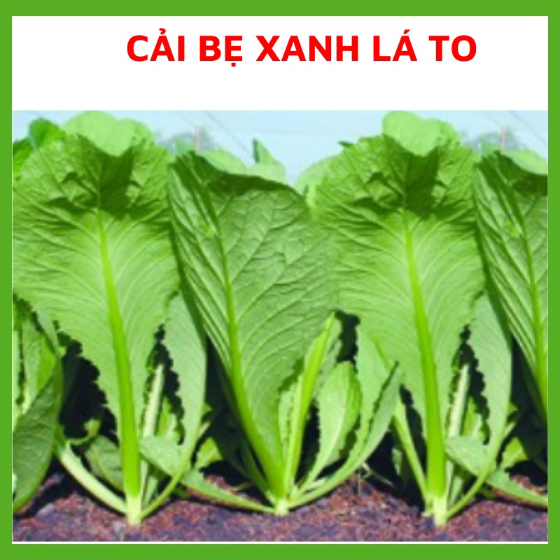 Hạt giống rau Cải Bẹ Xanh Lá To cao sản, Hạt giống chuẩn tỉ lệ nảy mầm cao