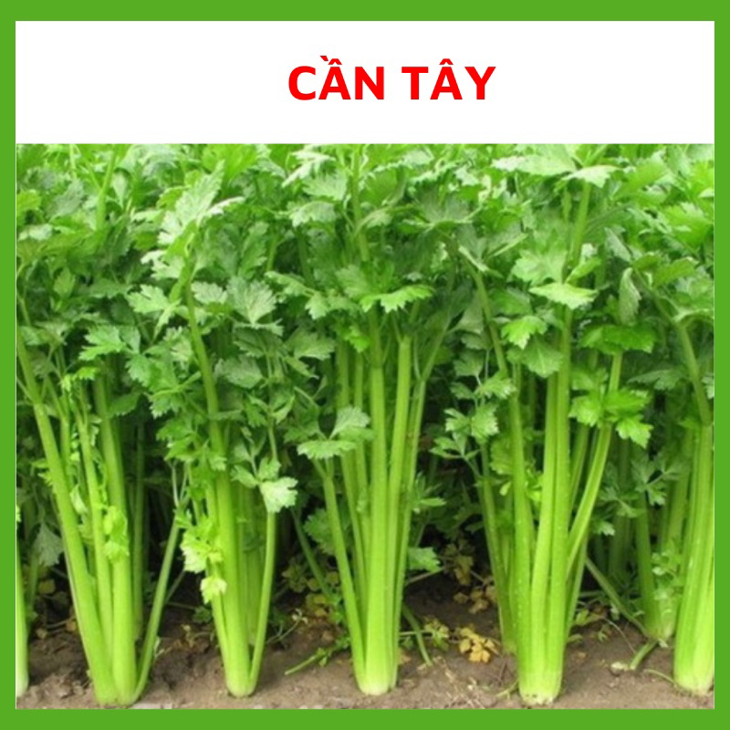Hạt giống cần tây, Hạt giống chuẩn tỉ lệ nảy mầm cao